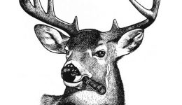 Stag-for-Web